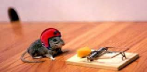 mouse wearing ppe